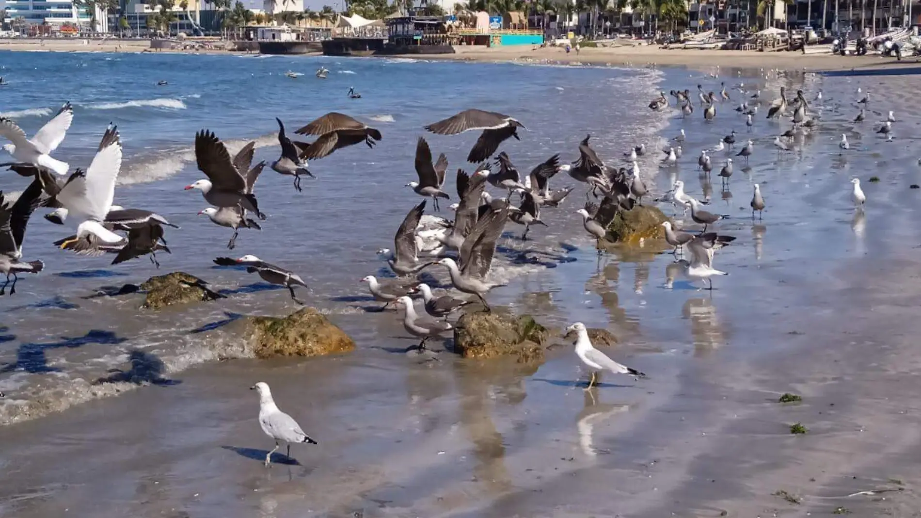 espectáculo de aves